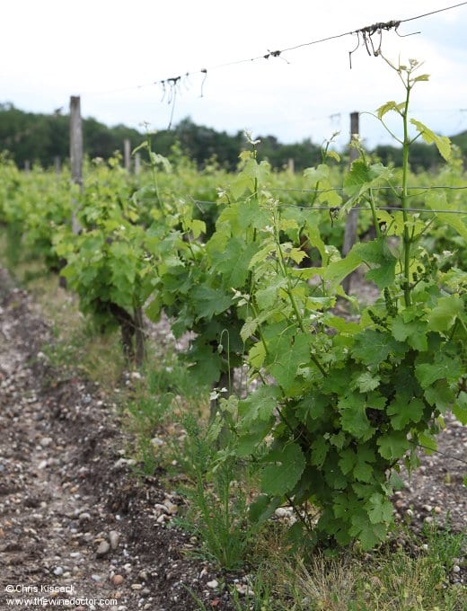 Domaine de la Solitude