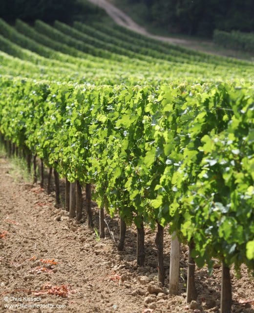 Typically immaculate Thunevin vineyard, August 2012 Château Valandraud