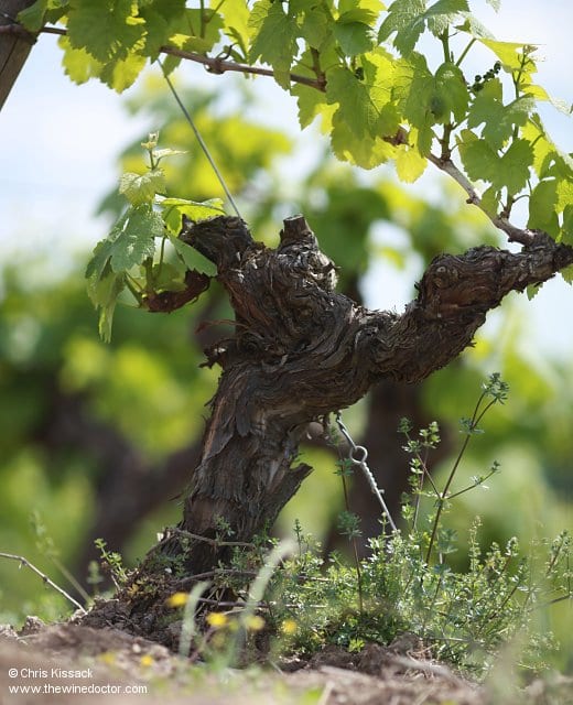 Les Vignerons du Pallet