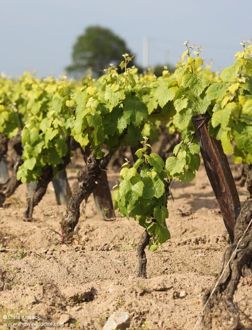 Vincent Caillé, Domaine Le Fay d'Homme