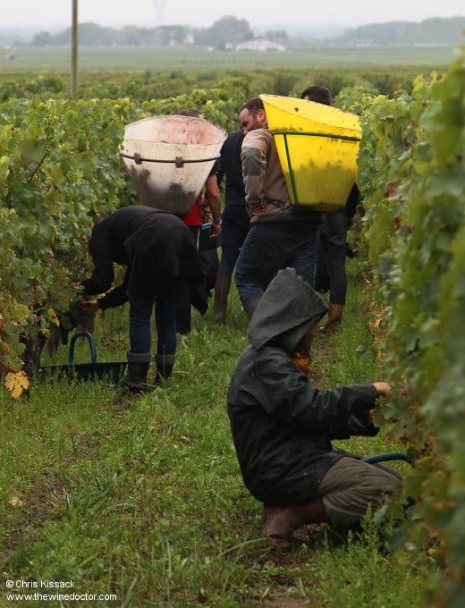 St Nicolas de Bourgueil Pickers in Les Malgagnes, St Nicolas de Bourgueil, October 2017