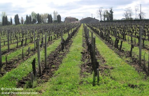 Bordeaux Vines, during the 2010 primeurs, April 2011