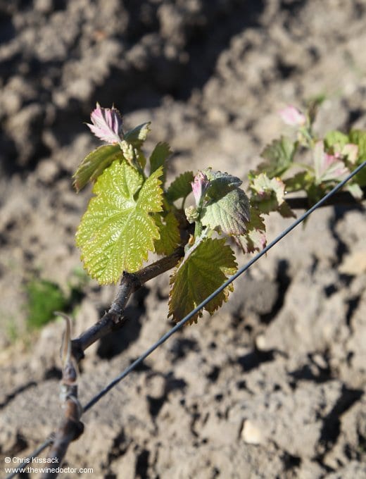 Buds in a Bordeaux vineyard Bordeaux 2013