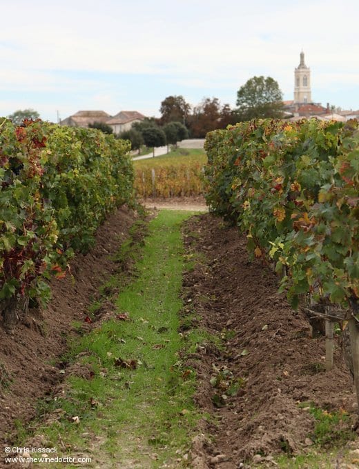 Vines in St Estèphe, village and church beyond, pictured October 2013 Bordeaux 2013