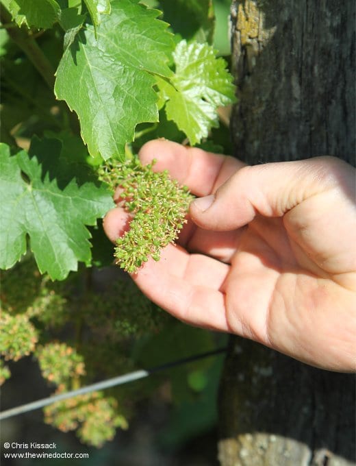 Cabernet Franc, flowering, and fruit set, June 2017 Bordeaux 2017