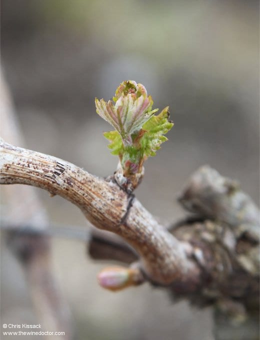 A new bud, at Château Giscours, April 14th 2018 Bordeaux 2018