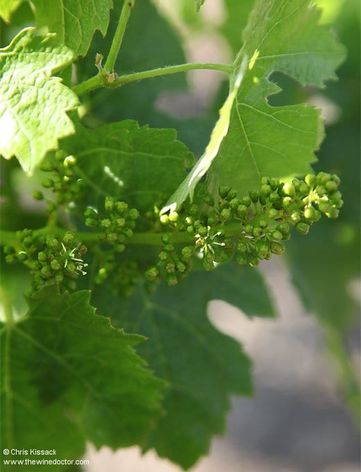 The first two flowers of the 2018 vintage, at Château Lafleur, May 24th 2018 Bordeaux 2018