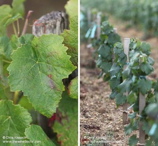 Bordeaux: Red Varieties, Petit Verdot