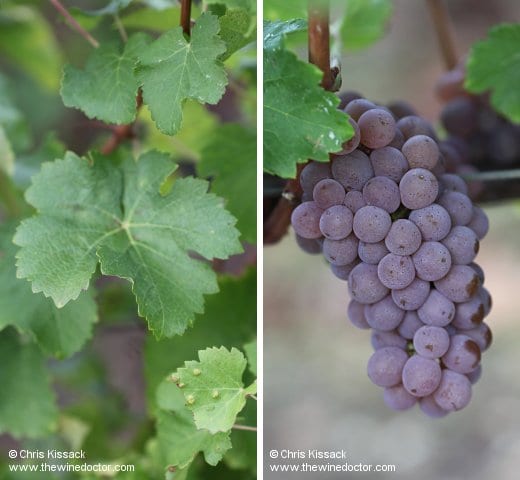 Sauvignon Gris, at Château Monbousquet Bordeaux: White Varieties, Sauvignon Gris