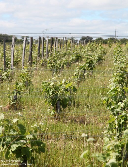 Savennières vines, Domaine du Closel (Château des Vaults), pictured in 2019 Domaine du Closel (Château des Vaults)