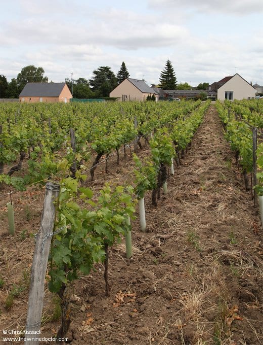 Vines in Le Bourg, June 2019 Clos Rougeard