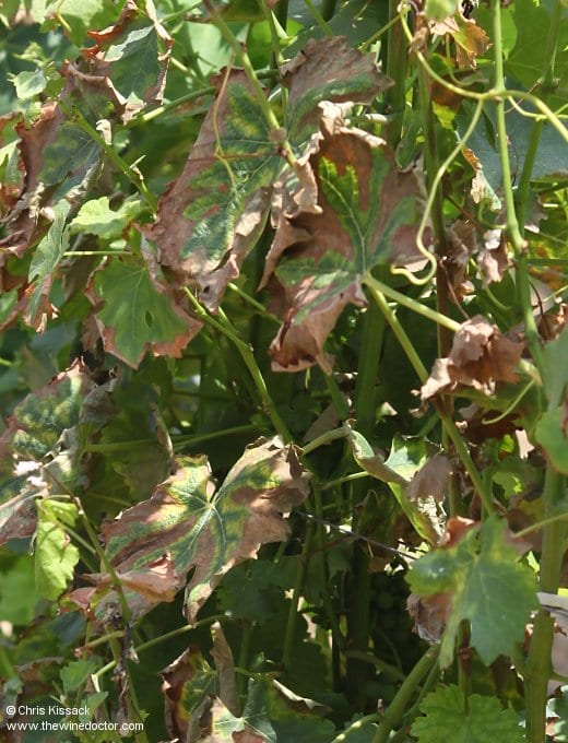 A vine afflicted by Esca, in the vineyards of Jonathan Pabiot, July 2017 Jonathan Pabiot