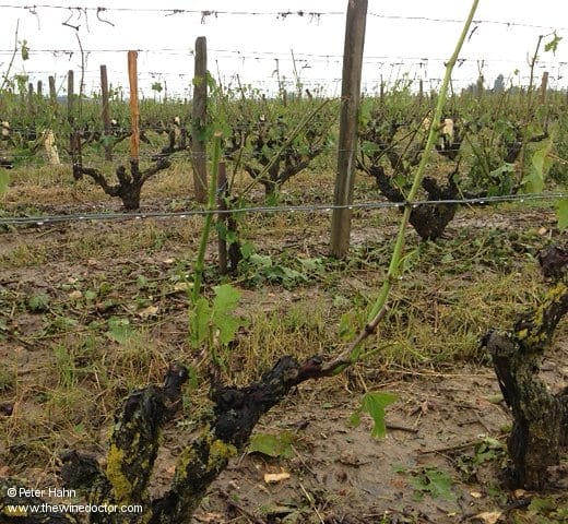 Vines stripped of leaves, Vouvray, June 2013 Touraine 2013