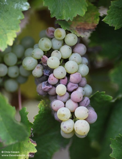 Chenin Blanc, Montlouis, October 2013 Loire Varieties: Chenin Blanc