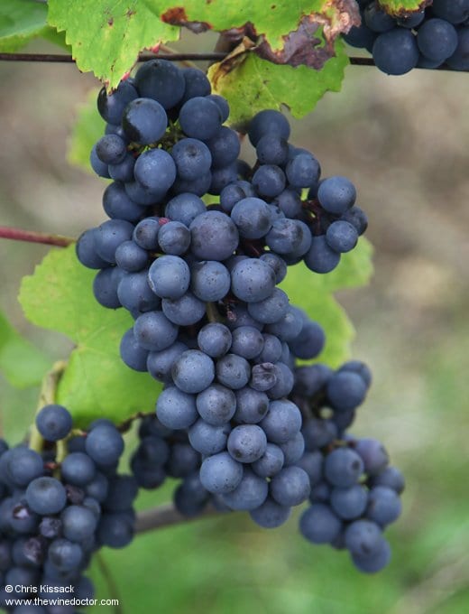 Loire Varieties: Pinot Noir