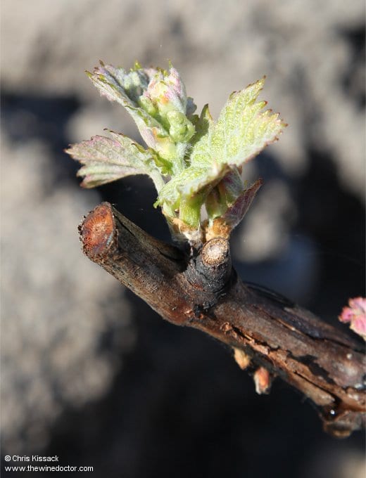 Château Prieuré-Lichine