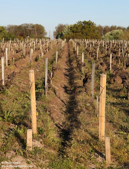 Vines at Château Siran, April 2017 Château Siran
