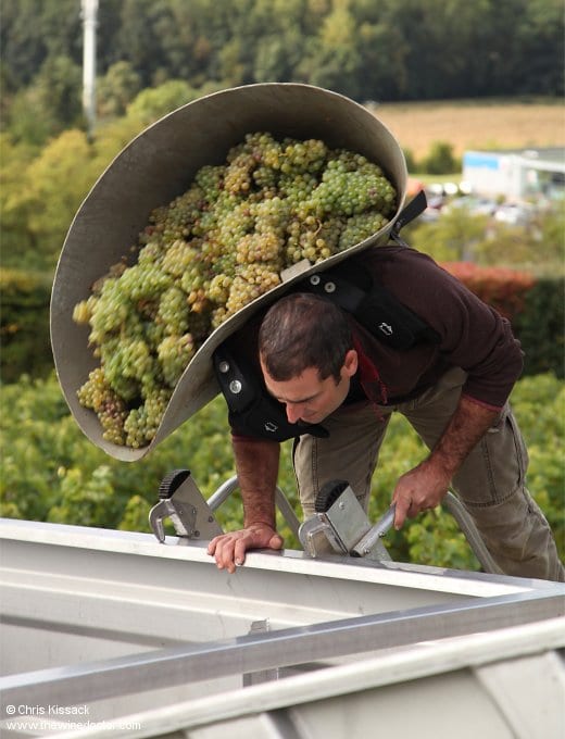 Vincent Carême at harvest, September 2017 Vincent Carême