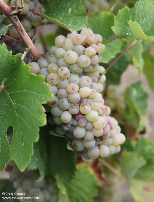 Château de Bonnezeaux