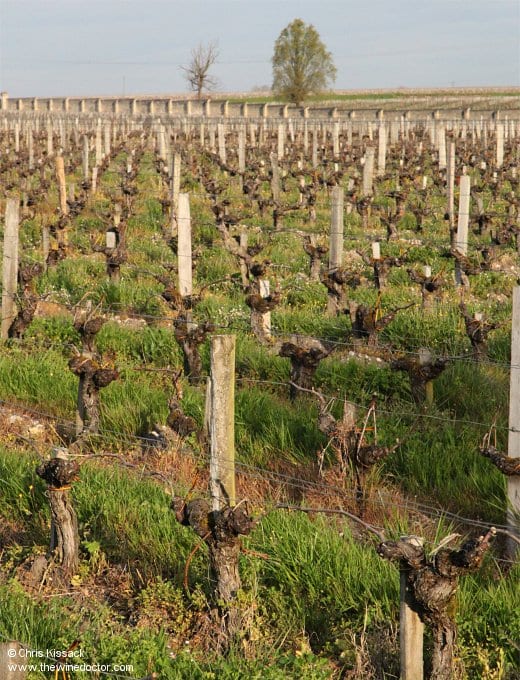 Château Haut-Canteloup