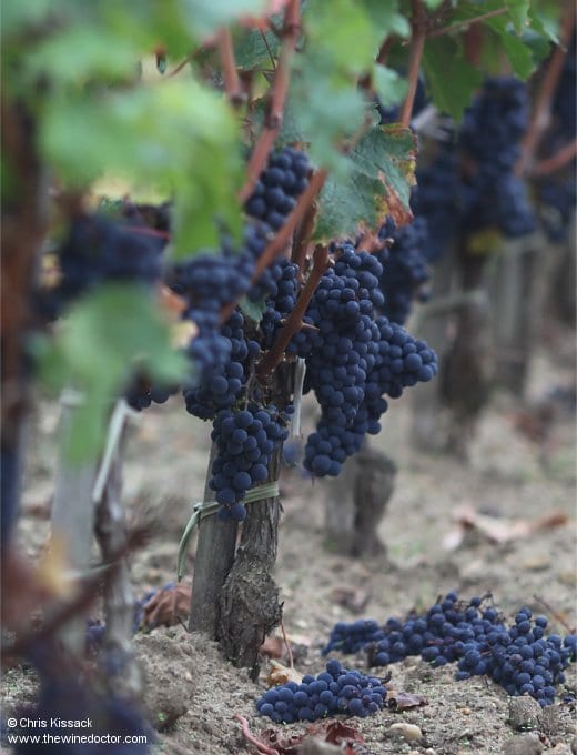 Château Laulan Ducos