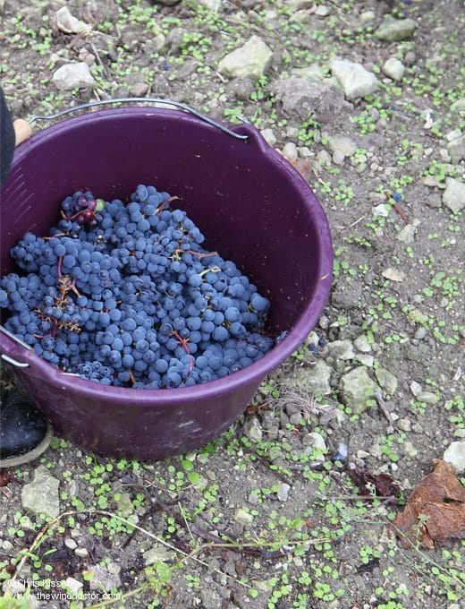 Freshly picked Cabernet Franc and soils of L'Anjou Blanc peppered with limestone, October 2019 Anjou Geology
