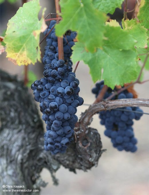 Cabernet Franc, Chinon, 2019 Wilfrid Rousse