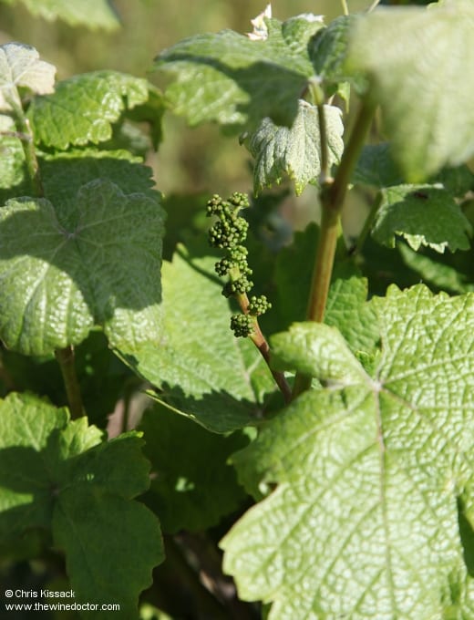 Domaine de Montrieux