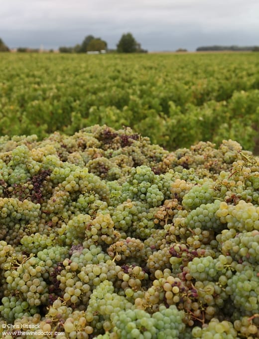 Bunches of Chenin Blanc piled high in Vouvray, the vines beyond, October 2019 Loire 2019