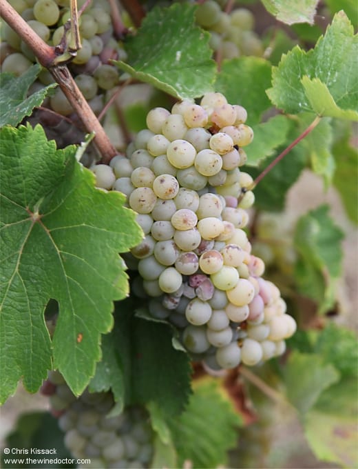 Chenin Blanc, Vouvray, October 2019 Loire 2019