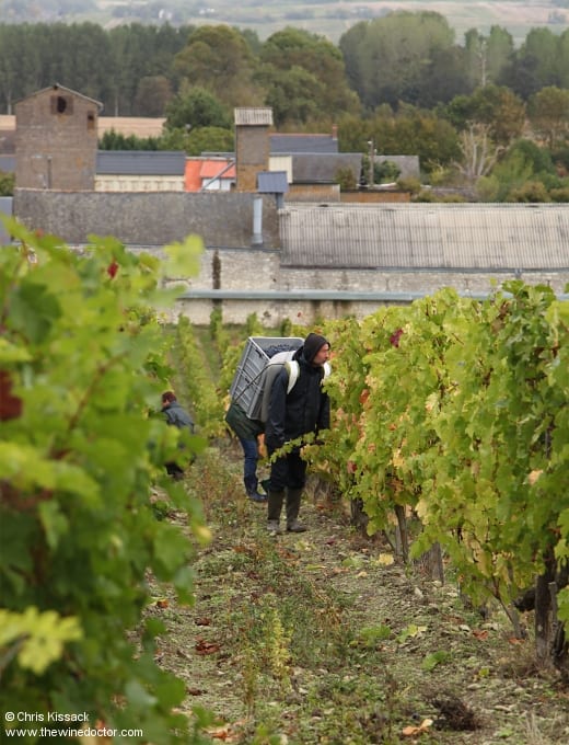 Picking at Charles Joguet, October 2019 Loire 2019