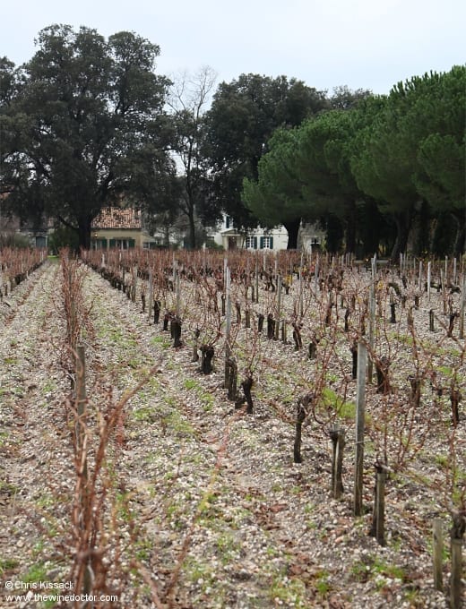 Vines at Château Monbrison, December 2019 Château Monbrison