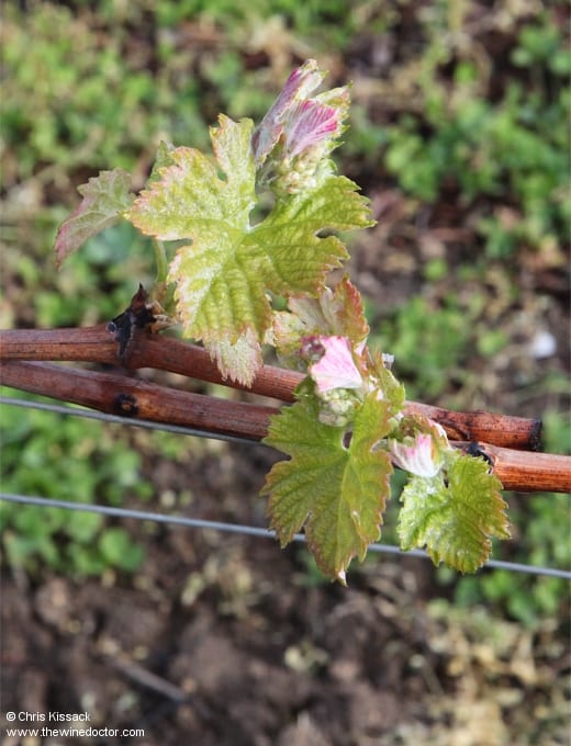 Buds and leaves, Château Canon, April 2019 Bordeaux 2019