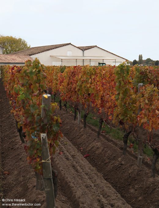 Vines and immaculately ploughed soils at Château La Croix du Casse, October 2015 Château La Croix du Casse