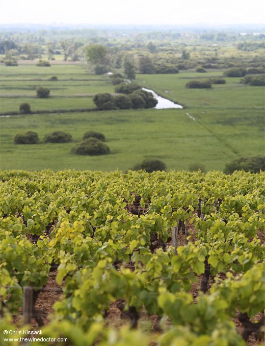 The Muscadet Crus Communaux: Goulaine