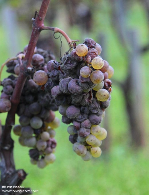 Château Doisy-Dubroca