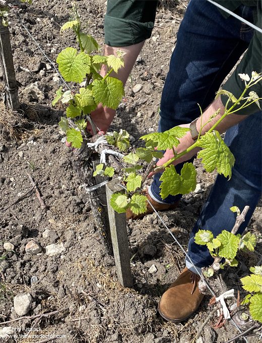 Château Fleur La Mothe