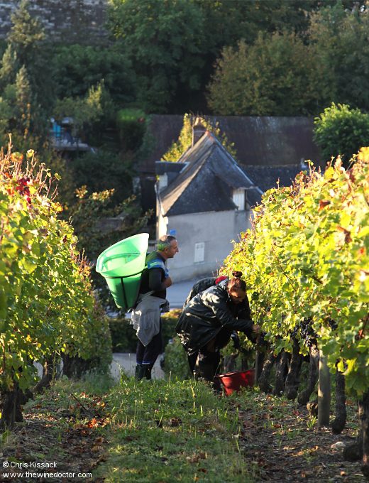 Chinon Vineyards