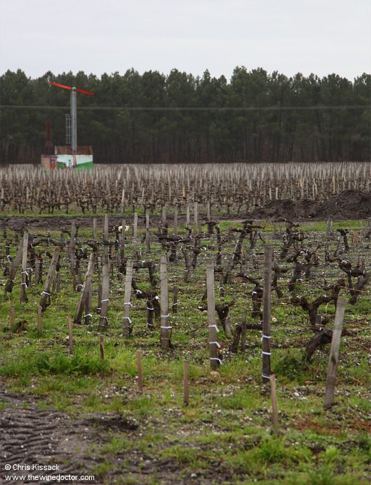 Vines at Château Maucaillou, January 2024 Château Maucaillou