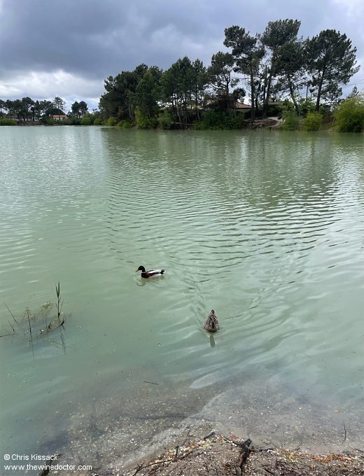 Two ducks search for crumbs during the primeurs, April 2024 Bordeaux 2023