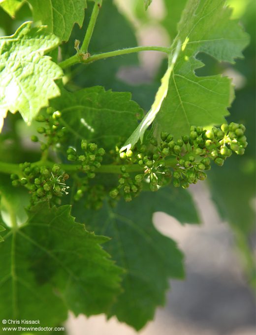 Vine in the Guinaudeau family nursery, essential to the story of Les Champs Libres, May 2018