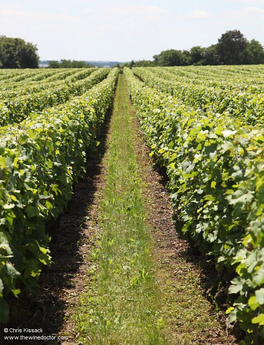 Vines in the Anjou Coteaux de la Loire appellation, July 2014 Anjou Coteaux de la Loire