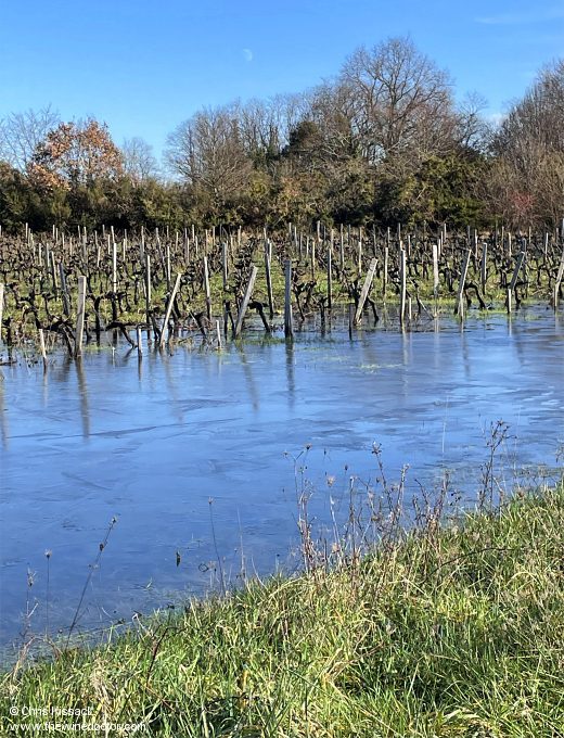 Bordeaux 2024; waterlogged vineyard, April 2024 Bordeaux 2024