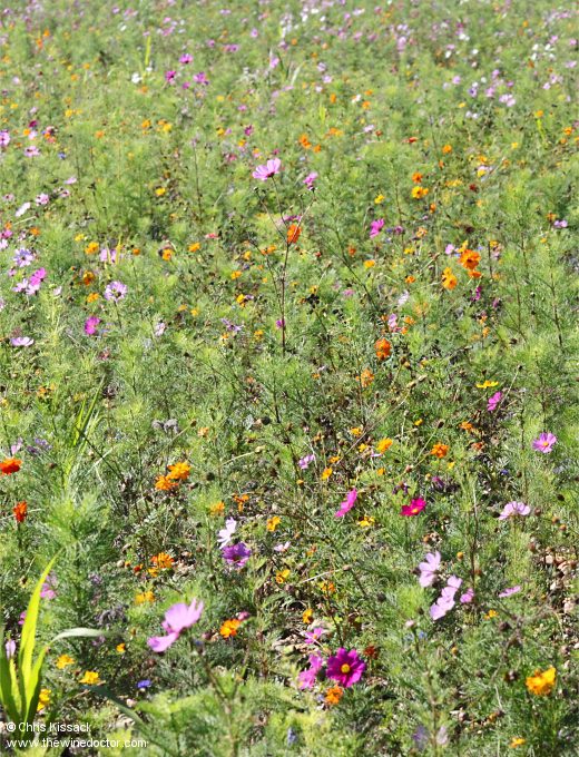 Château Ormes de Pez