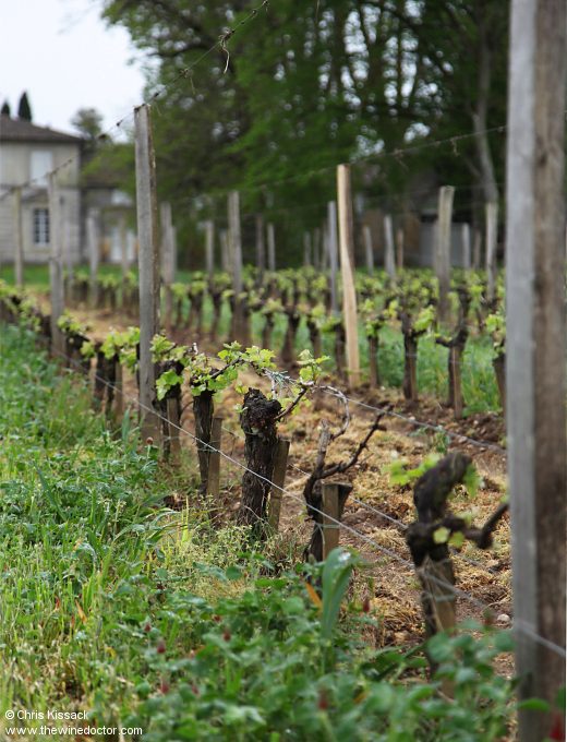 Vines at Château Rahoul, April 2025 Château Rahoul