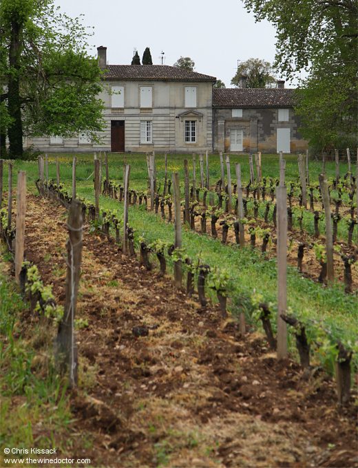 Vines at Château Rahoul, April 2025 Château Rahoul