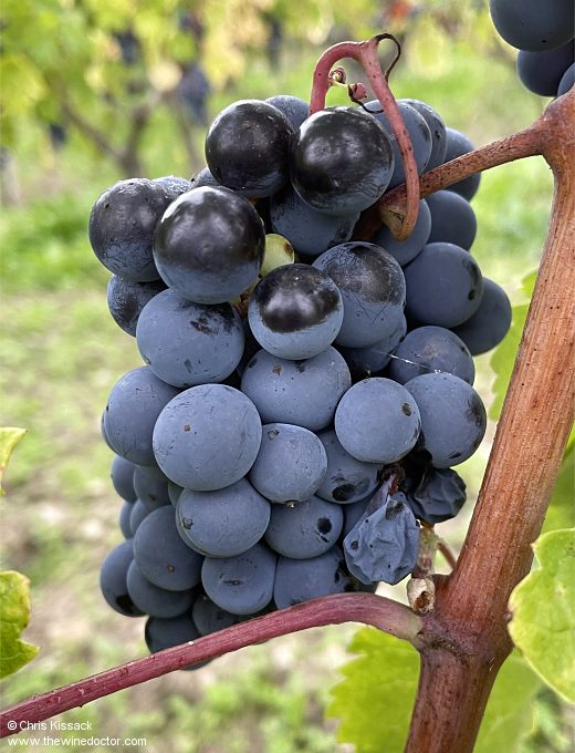 Loire Varieties: Grolleau