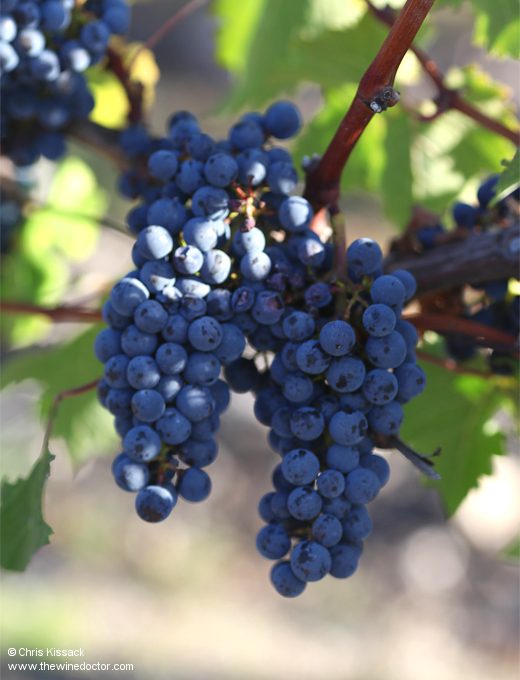 Château Grand-Puy-Ducasse