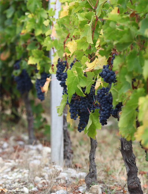 Château Grand-Puy-Ducasse