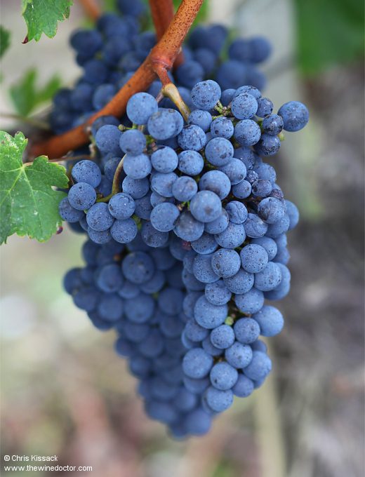 Loire Varieties: Côt